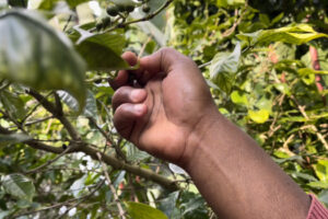 Etiopía y el legado del café