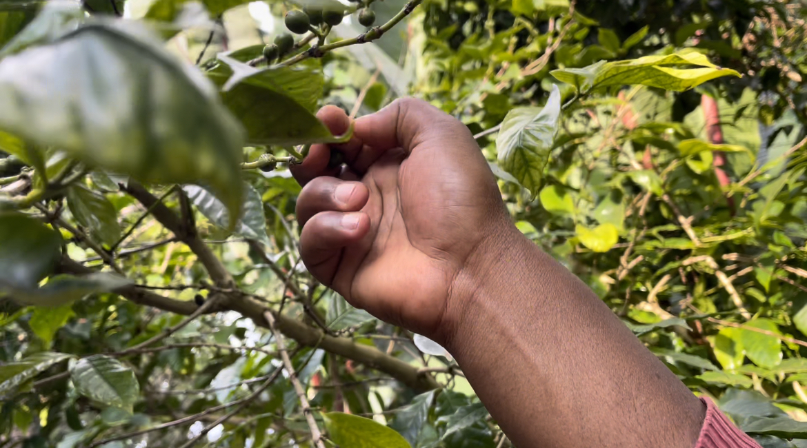 Etiopía y el legado del café